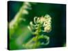 Garden Fern-Savanah Plank-Stretched Canvas