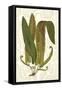 Garden Ferns I-Vision Studio-Framed Stretched Canvas
