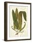 Garden Ferns I-Vision Studio-Framed Art Print