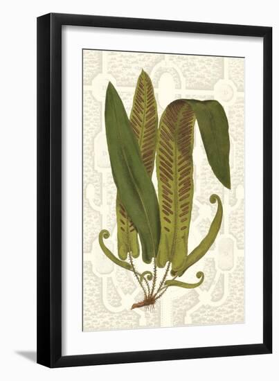 Garden Ferns I-Vision Studio-Framed Art Print