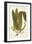 Garden Ferns I-Vision Studio-Framed Art Print