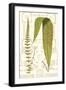 Garden Ferns III-Vision Studio-Framed Art Print