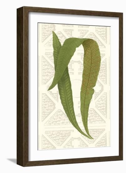 Garden Ferns IV-Vision Studio-Framed Art Print