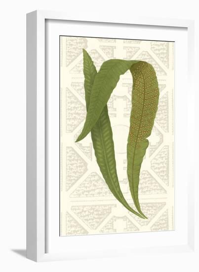 Garden Ferns IV-Vision Studio-Framed Art Print