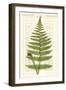 Garden Ferns V-Vision Studio-Framed Art Print