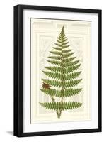 Garden Ferns V-Vision Studio-Framed Art Print