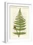 Garden Ferns V-Vision Studio-Framed Art Print