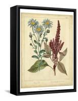 Garden Flora I-Sydenham Edwards-Framed Stretched Canvas