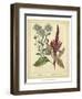 Garden Flora I-Sydenham Edwards-Framed Art Print