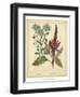 Garden Flora I-Sydenham Edwards-Framed Art Print