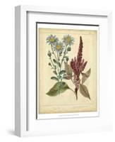 Garden Flora I-Sydenham Edwards-Framed Art Print