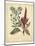 Garden Flora I-Sydenham Edwards-Mounted Art Print