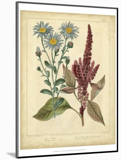 Garden Flora I-Sydenham Edwards-Mounted Art Print