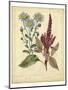 Garden Flora I-Sydenham Edwards-Mounted Art Print