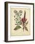Garden Flora I-Sydenham Edwards-Framed Art Print