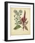 Garden Flora I-Sydenham Edwards-Framed Art Print