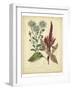 Garden Flora I-Sydenham Edwards-Framed Art Print