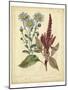 Garden Flora I-Sydenham Edwards-Mounted Art Print