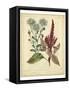 Garden Flora I-Sydenham Edwards-Framed Stretched Canvas