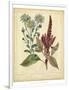 Garden Flora I-Sydenham Edwards-Framed Art Print