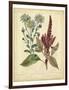 Garden Flora I-Sydenham Edwards-Framed Art Print