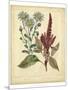 Garden Flora I-Sydenham Edwards-Mounted Art Print