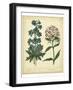 Garden Flora II-Sydenham Edwards-Framed Art Print