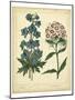 Garden Flora II-Sydenham Edwards-Mounted Art Print