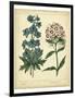 Garden Flora II-Sydenham Edwards-Framed Art Print