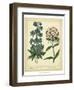 Garden Flora II-Sydenham Edwards-Framed Art Print