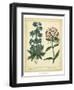 Garden Flora II-Sydenham Edwards-Framed Art Print