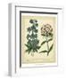 Garden Flora II-Sydenham Edwards-Framed Art Print