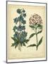 Garden Flora II-Sydenham Edwards-Mounted Art Print