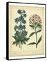 Garden Flora II-Sydenham Edwards-Framed Stretched Canvas