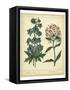 Garden Flora II-Sydenham Edwards-Framed Stretched Canvas