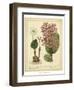 Garden Flora III-Sydenham Edwards-Framed Art Print