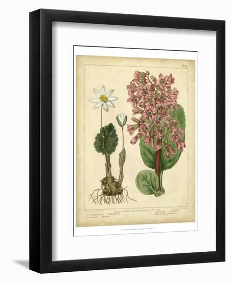 Garden Flora III-Sydenham Edwards-Framed Art Print