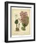 Garden Flora III-Sydenham Edwards-Framed Art Print