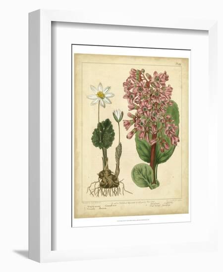 Garden Flora III-Sydenham Edwards-Framed Art Print