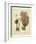 Garden Flora III-Sydenham Edwards-Framed Art Print