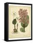 Garden Flora III-Sydenham Edwards-Framed Stretched Canvas