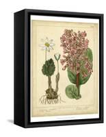 Garden Flora III-Sydenham Edwards-Framed Stretched Canvas