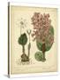 Garden Flora III-Sydenham Edwards-Stretched Canvas