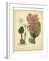 Garden Flora III-Sydenham Edwards-Framed Art Print