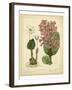 Garden Flora III-Sydenham Edwards-Framed Art Print