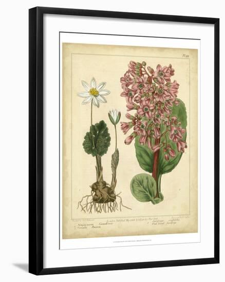 Garden Flora III-Sydenham Edwards-Framed Art Print