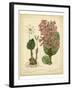 Garden Flora III-Sydenham Edwards-Framed Art Print