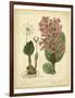 Garden Flora III-Sydenham Edwards-Framed Art Print