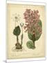 Garden Flora III-Sydenham Edwards-Mounted Art Print