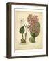 Garden Flora III-Sydenham Edwards-Framed Art Print